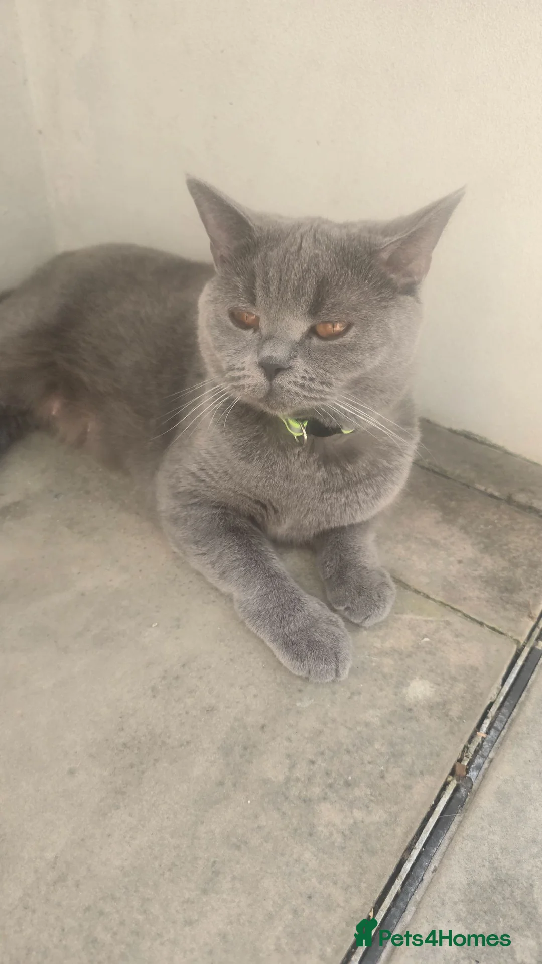 British Shorthair cats for sale: Kitten - Advert 1