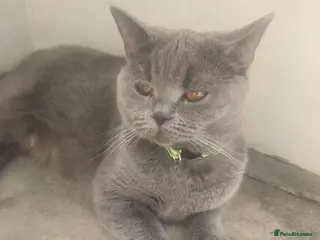 British Shorthair cats Kitten - Advert 3