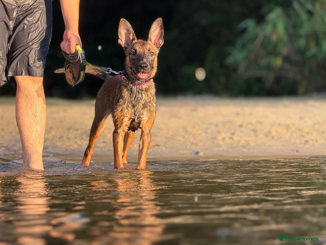 Belgian Shepherd Dog dogs for sale: Beautiful Female available  - Advert 3