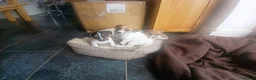 Jack Russell dogs for sale: Jack Russell Puppies for sale - Advert 8