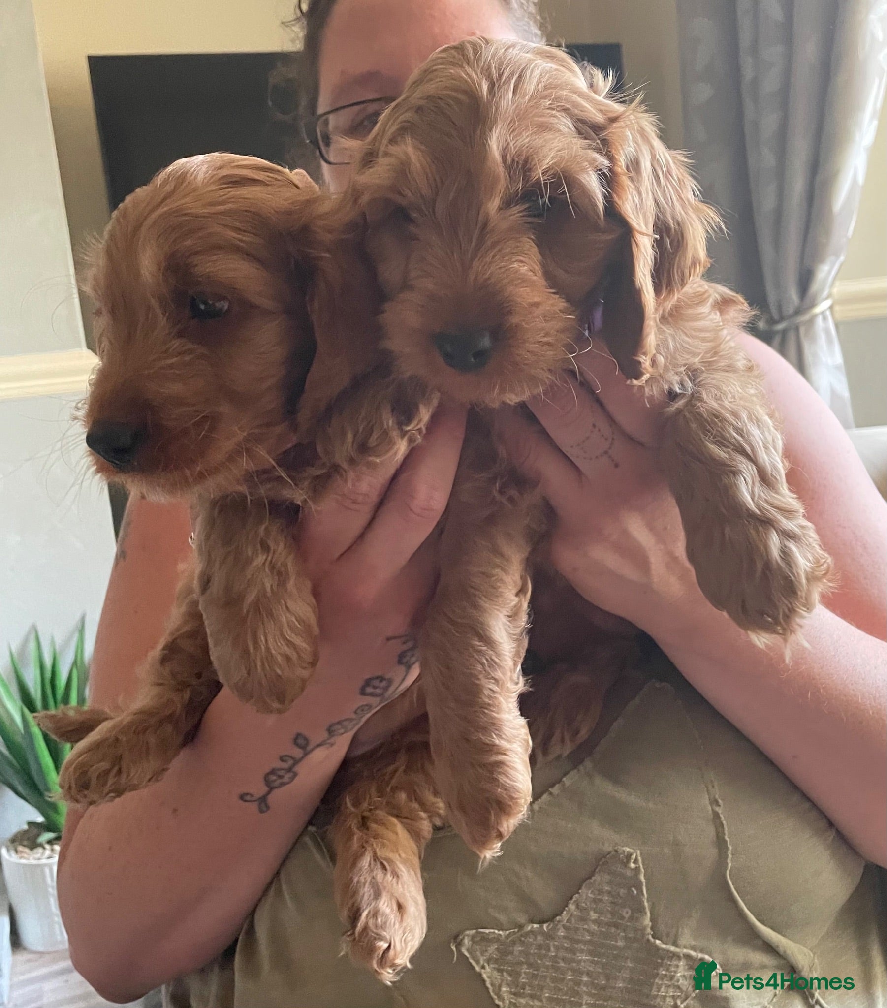 Cockapoo dogs *Health Tested*Ready to leave*F1 Cockapoo’s - Advert 1