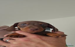 Miniature Dachshund dogs for sale: Miniature daschaund puppies  - Image 4