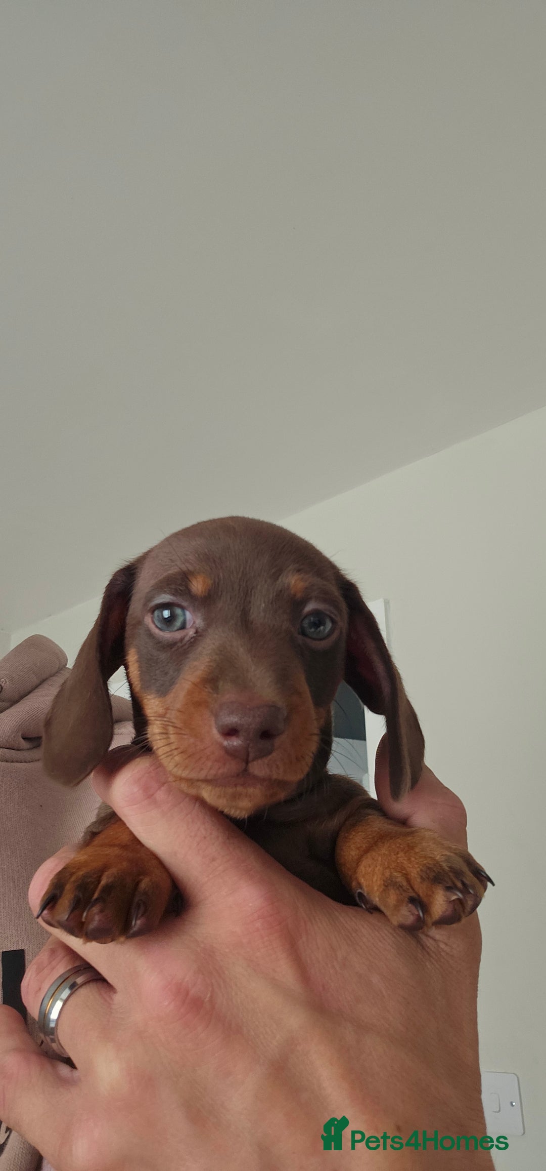 Miniature Dachshund dogs for sale: Miniature daschaund puppies  - Image 4