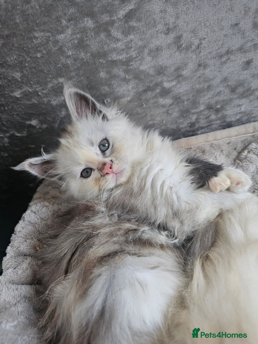 Maine Coon cats for sale:  TICA Maine coon kittens ready to leave - Advert 28