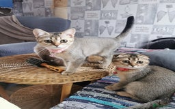 Scottish Fold cats for sale:  Scottish Fold & females   in Hull - Image 14