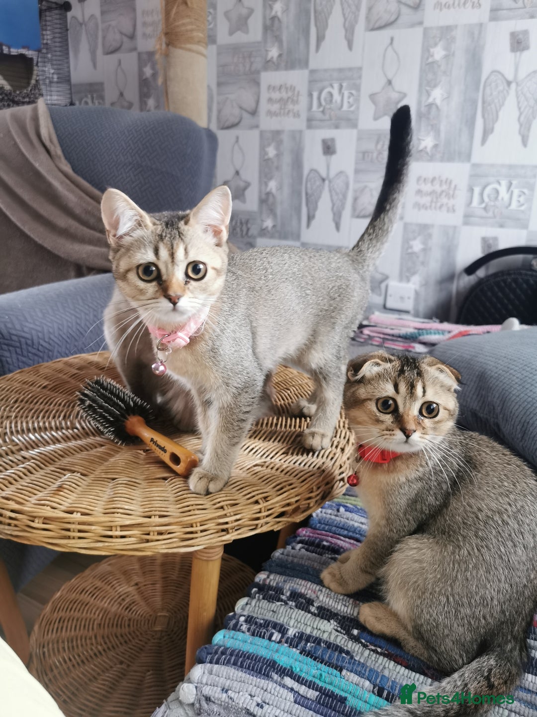 Scottish Fold cats for sale:  Scottish Fold & females   in Hull - Image 14