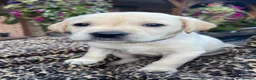 Labrador Retriever dogs for sale: Beautiful Cream KC Labrador Puppies - Advert 6