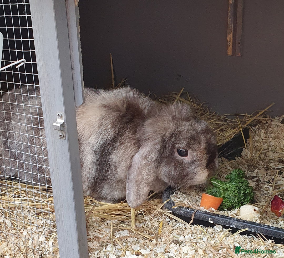 Mini Lop rabbits for sale: Spayed/neutered rabbits for adoption VAC rhd2 - Advert 5