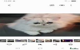 Persian cats for stud: Chinchilla Stud Cat - Image 1