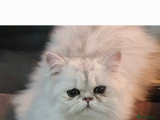 Persian cats - Advert 2
