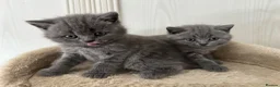 British Shorthair cats for sale: *READY NOW* Beautiful BSH Blue Boy – GCCF Reg - Advert 9
