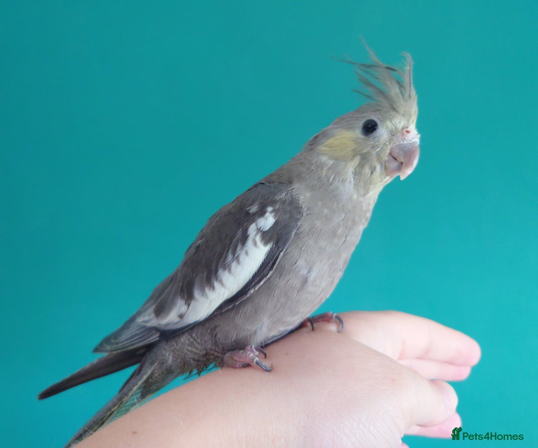 Cockatiels birds for sale: Hand reared semi tame DNA sexed baby cockatiel  in Worthing - Image 21