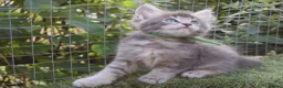 Maine Coon cats for sale: Tica registered DNA tested parents poly Maine Coon - Advert 23