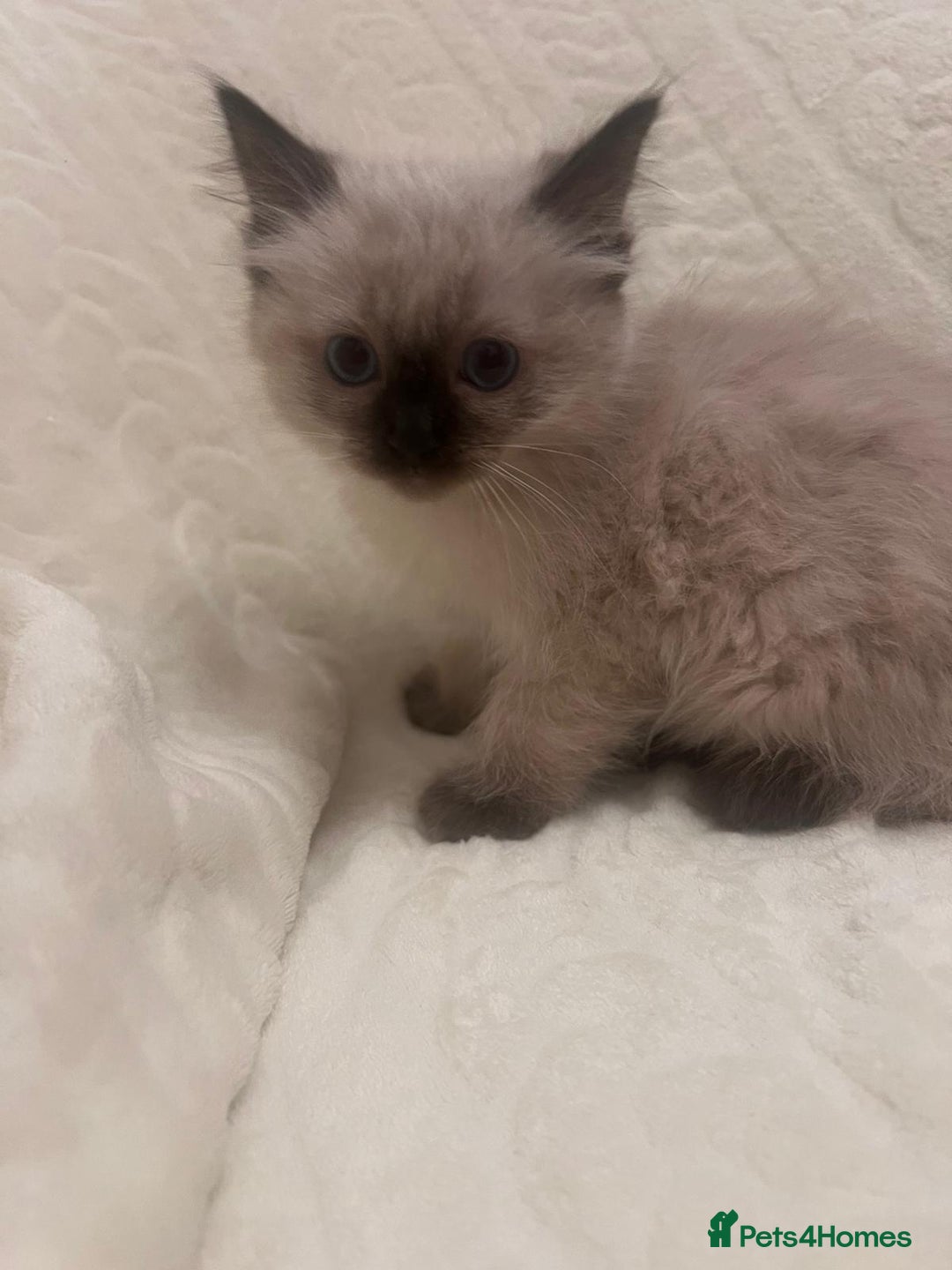 Ragdoll cats for sale: GCCF Ragdolls kitten  - Advert 6