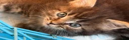 Ragcoon cats for sale: Fluffy Ragcoon kittens - Advert 4