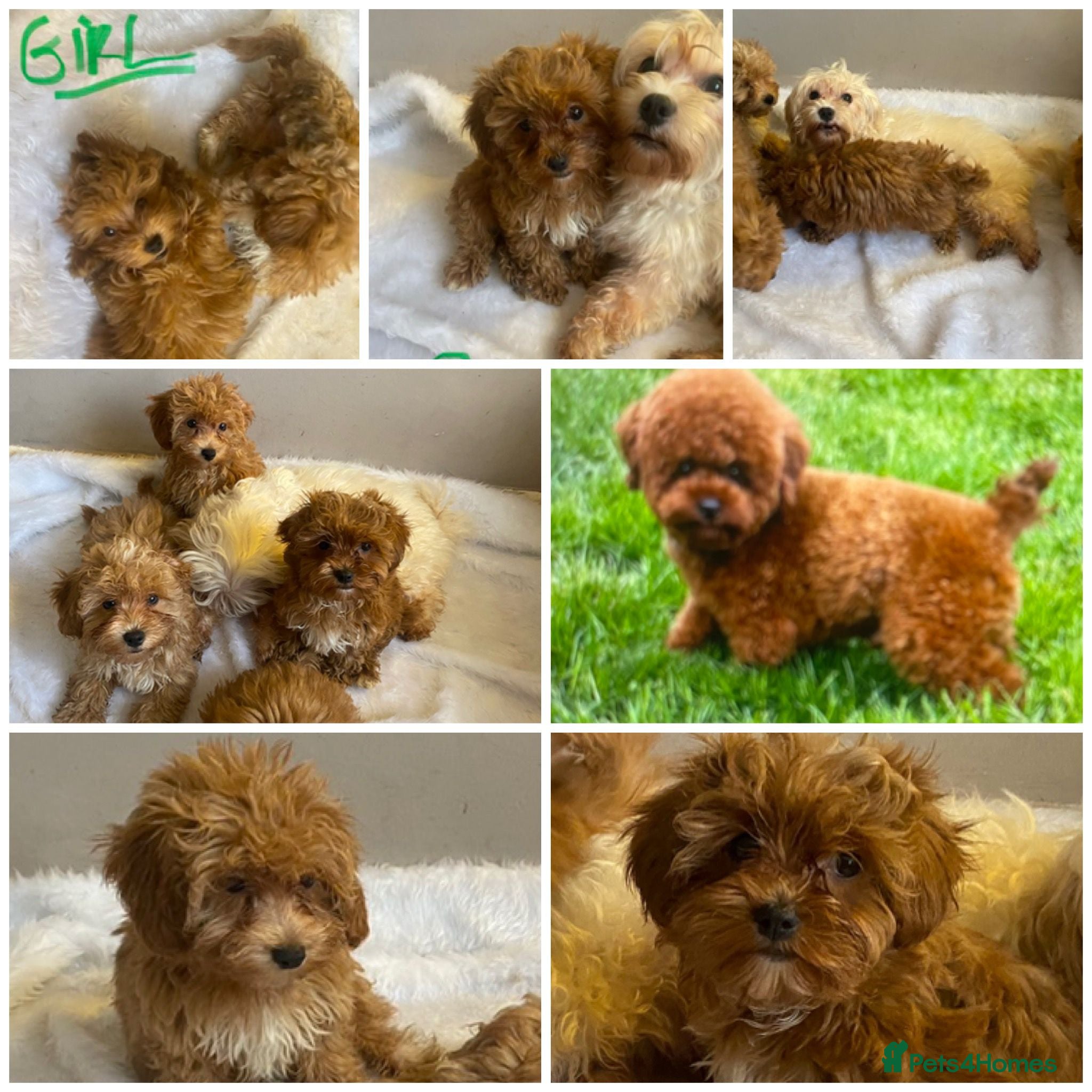 Maltipoo dogs MALTPOO DNA CLEAR - ASIAN POODLE - Advert 3