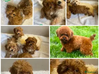 Maltipoo dogs MALTPOO DNA CLEAR - ASIAN POODLE - Advert 3