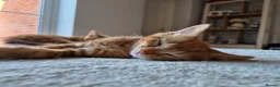 Mixed Breed cats for sale: 3 male ginger kittens ready for rehoming in Kidderminster - Advert 4