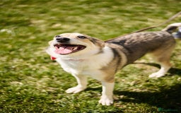 Mixed Breed dogs for adoption: 💖🐶 NINA 🐶💖 - Image 10
