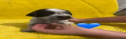 Sprocker dogs for sale: Gorgeous Sprocker Puppies - Advert 3