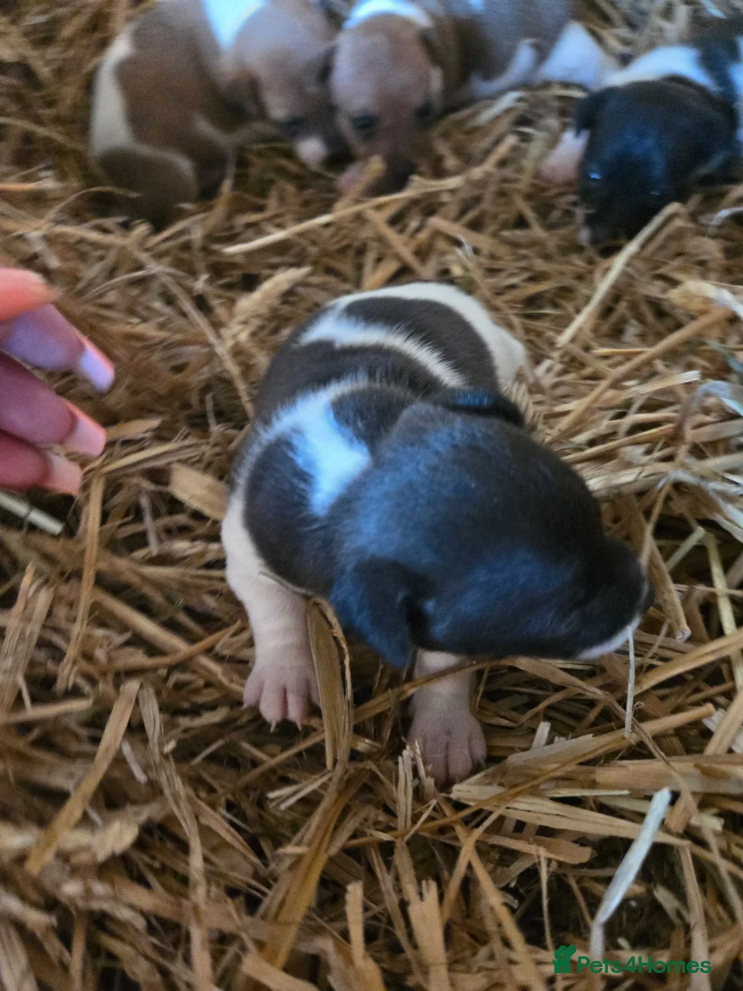 Jack Russell dogs for sale: Miniature jack russell pups - Advert 2