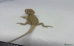 Bearded Dragon reptiles for sale: Baby beardies - Image 9