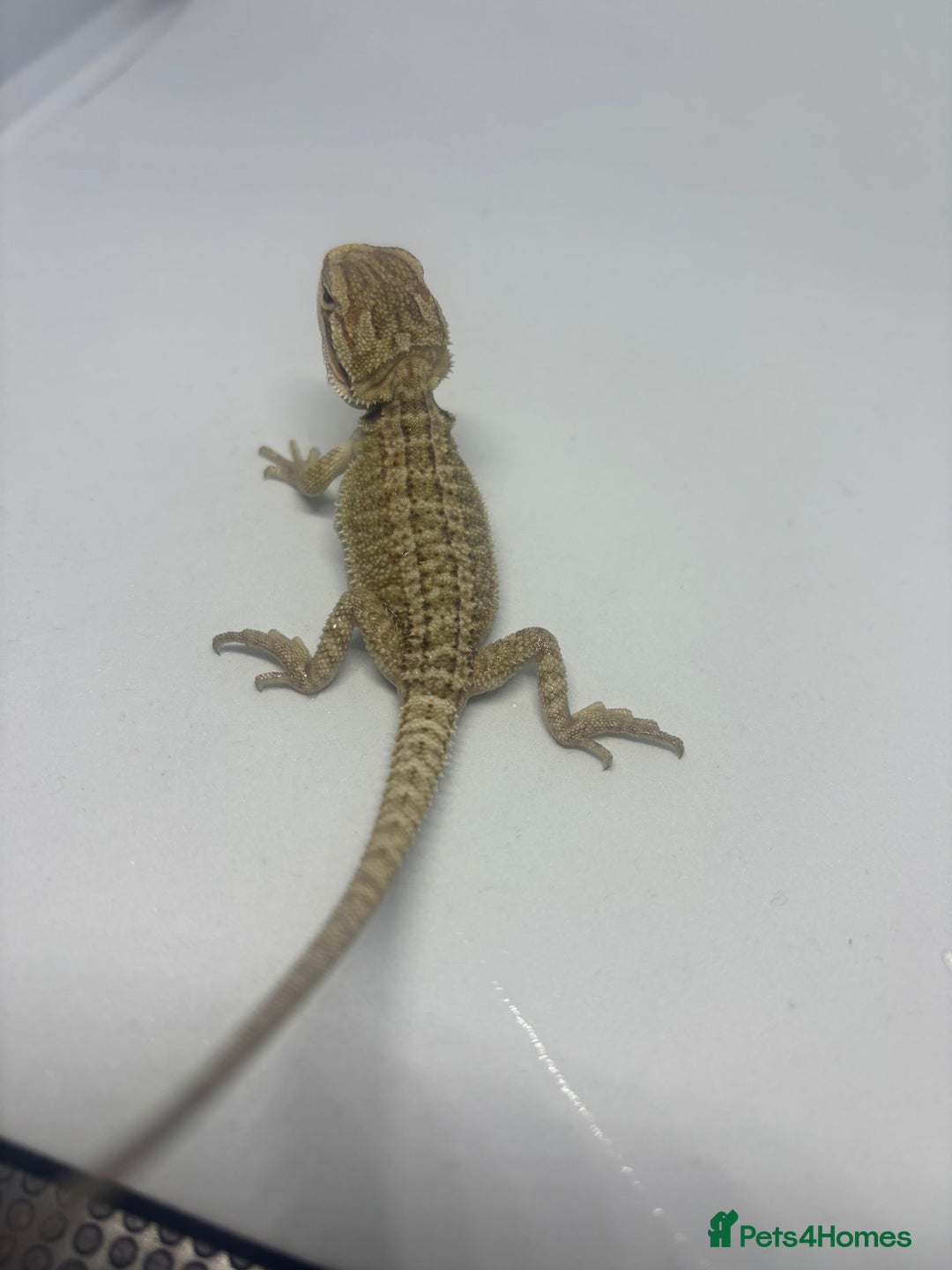 Bearded Dragon reptiles for sale: Baby beardies - Image 9