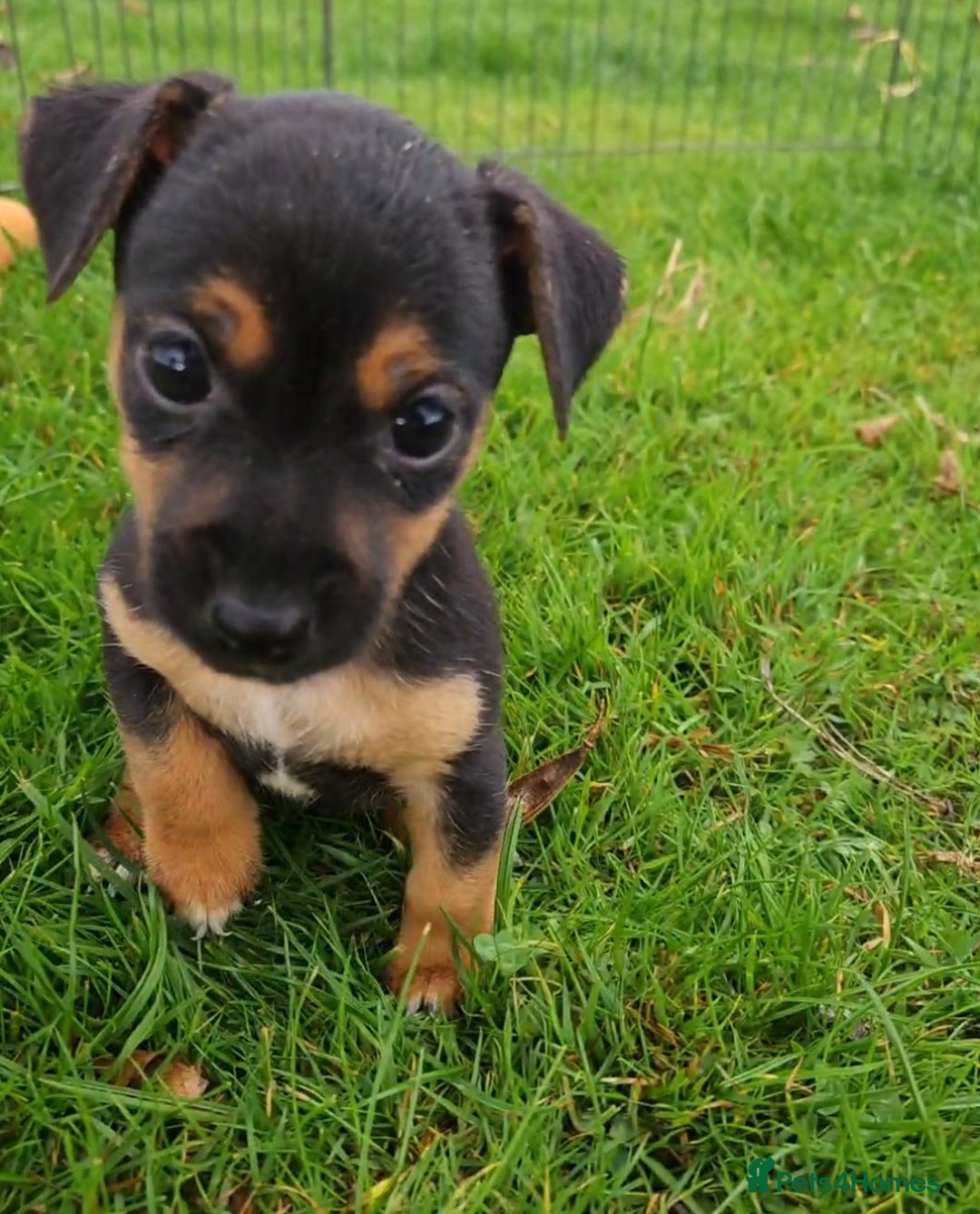 Jack Russell dogs for sale: GORGEOUS JACK RUSSELL PUPPIES  - Image 13