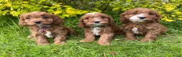 Cavapoo dogs for sale: Red F1 Cavapoo Puppies - Advert 1