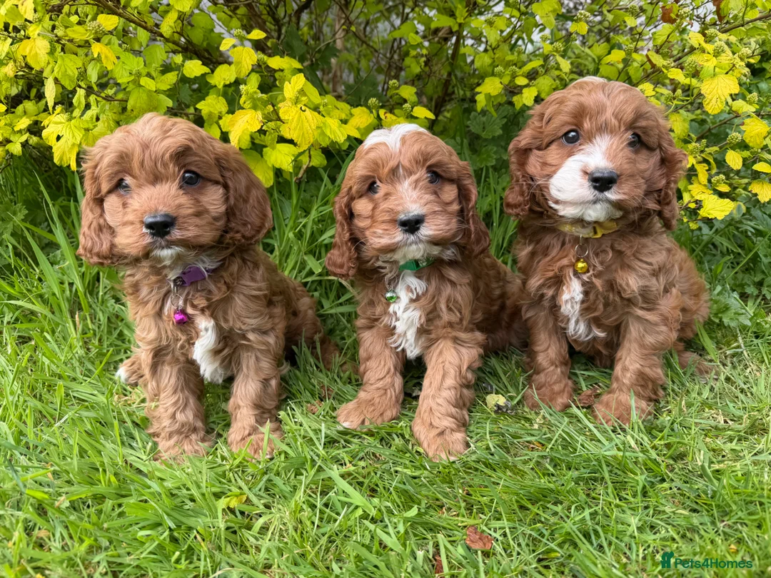 Cavapoo dogs for sale: Red F1 Cavapoo Puppies - Advert 1