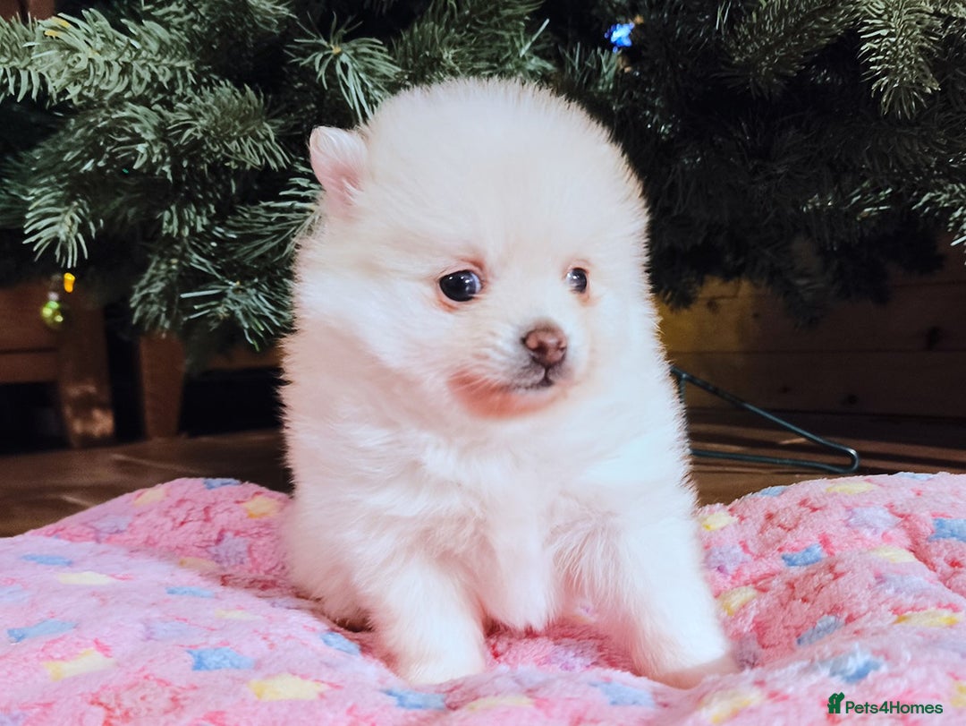 Pomeranian dogs for sale: 1 girl left - white/cream KC Pomeranian puppies  - Advert 18