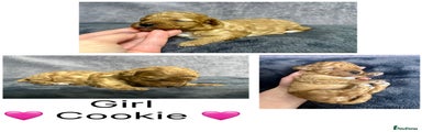 Cookie girl 