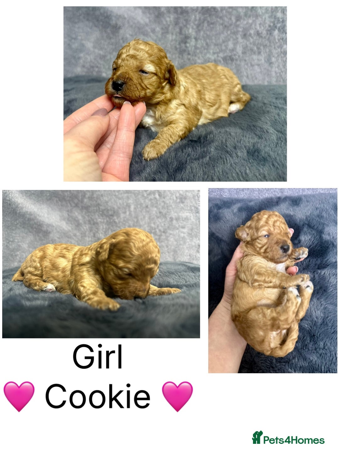 Mixed Breed dogs for sale:  Fab❤️Ttoodle Tibetan terrier x Miniature Poodle - Image 11