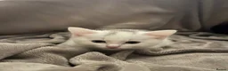 Mixed Breed cats for sale: 4 beautiful kittens 🐾 - Advert 25