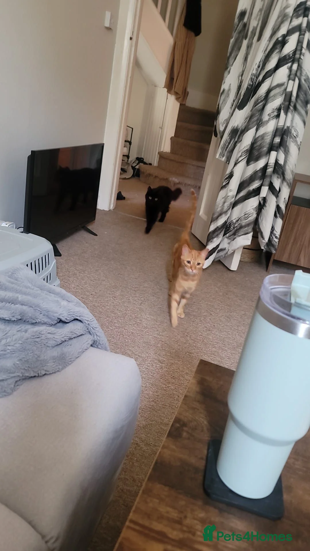 British Shorthair cats for sale: 2x tabby cats in Poole - Advert 2