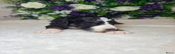 Bernedoodle dogs for sale: F1b health tested bernedoodle pups - Advert 16