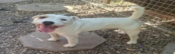 Jack Russell dogs for sale: Outstanding Jack Russel puppies - Advert 19