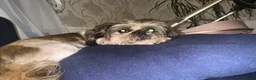 Shih Tzu dogs for sale: ✨✨Beautiful Shih TzuPuppies ✨✨ 🍯🌰🍪🧁🧸🐶 - Advert 3