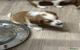 Welsh Springer Spaniel dogs for sale: Kc reg Welsh springer spaniel male puppies - Image 36