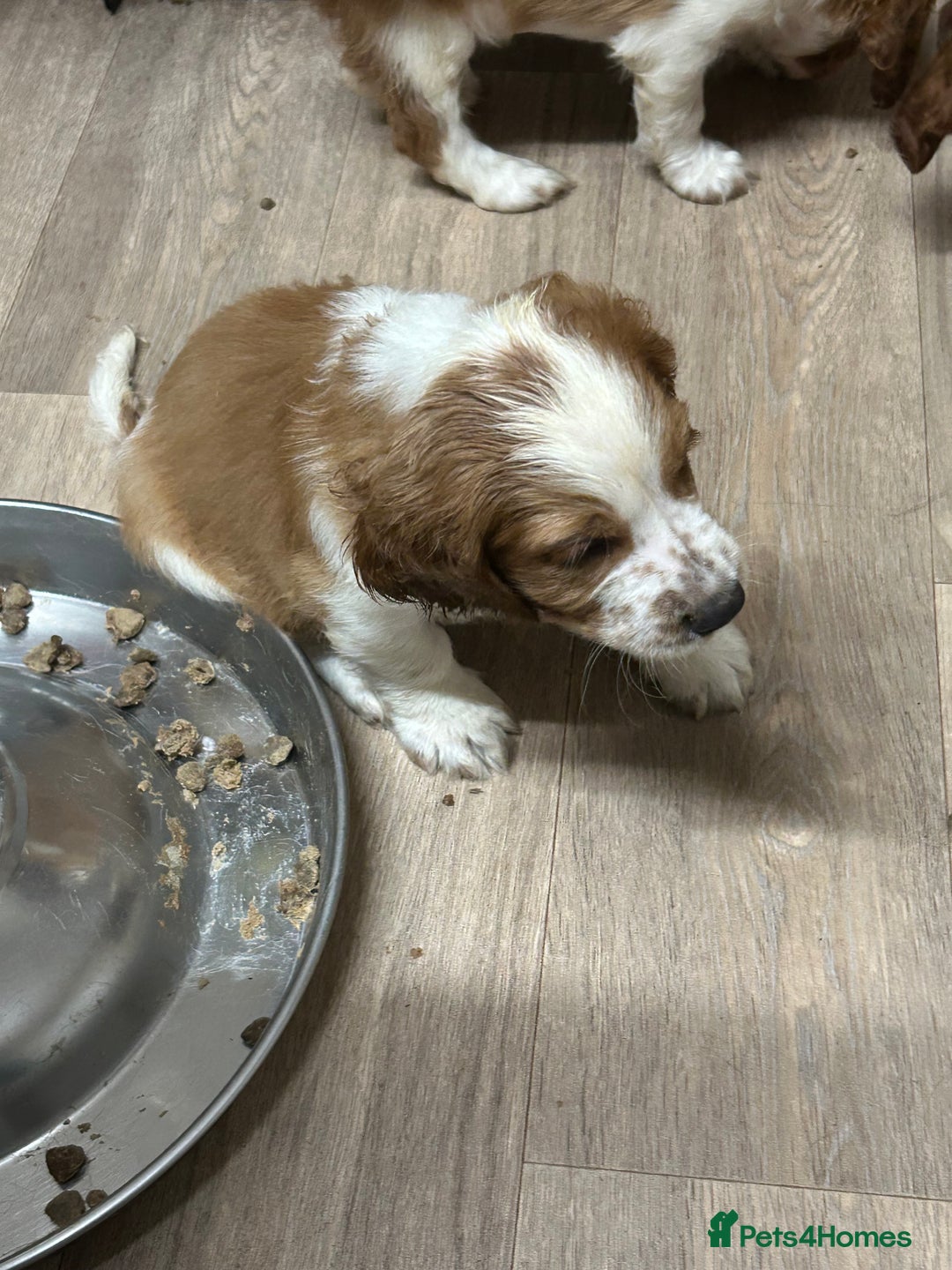 Welsh Springer Spaniel dogs for sale: Kc reg Welsh springer spaniel male puppies - Image 36
