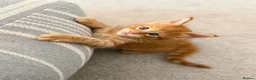 Maine Coon cats for sale: GCCF/ TICA Maine Coon Classic Taby kittens - Advert 34