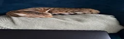 Bengal cats for sale: Playful Bengal -Lululemon  - Advert 1