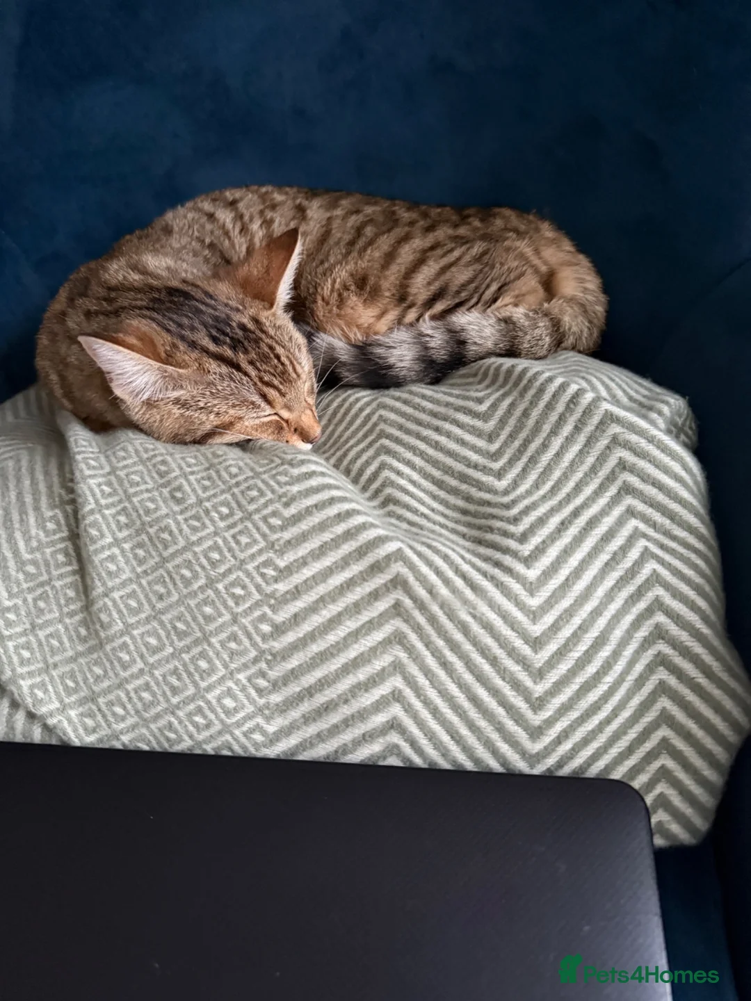 Bengal cats for sale: Playful Bengal -Lululemon  - Advert 1