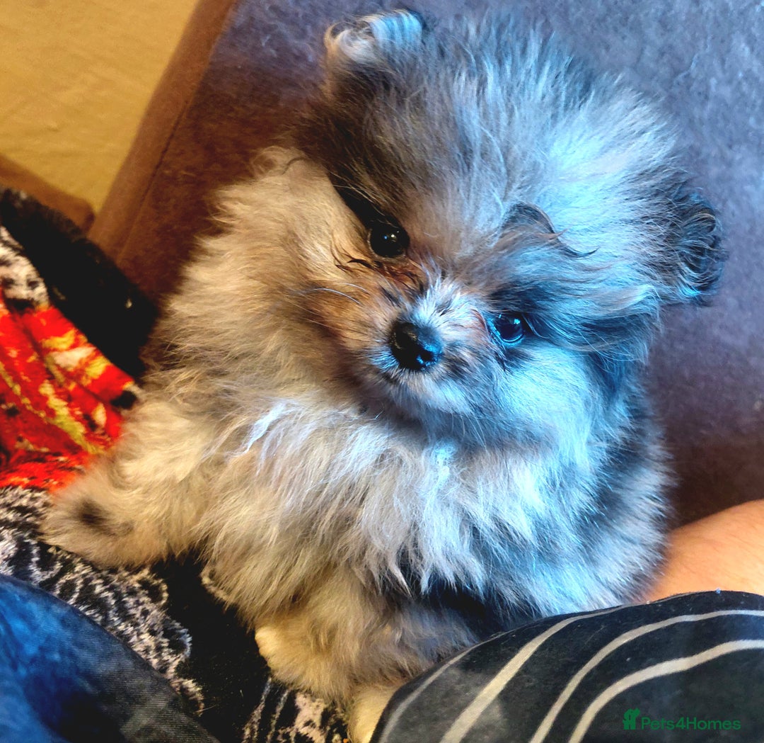 Pomeranian dogs for sale: Pomeranian puppies  - Advert 11