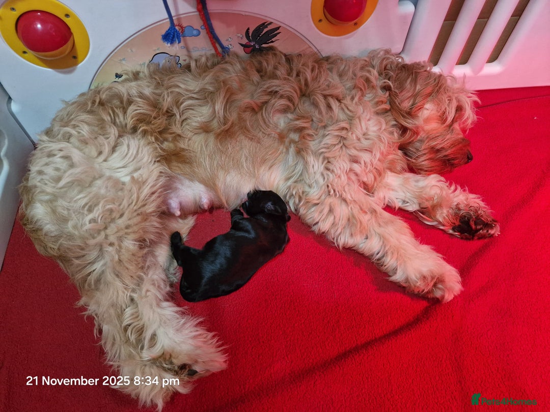 Goldendoodle dogs for sale: Miniature Goldendoodle pure black boy - Advert 11