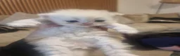 Persian cats for sale: Beautiful Persian Kittens Ready for Loving Homes in London - Advert 10