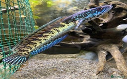 Other/Mixed Breed fish for sale: Channa aurantimaculata  - Image 1