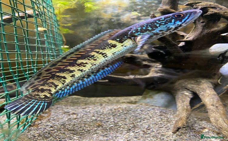 Other/Mixed Breed fish - Advert 5