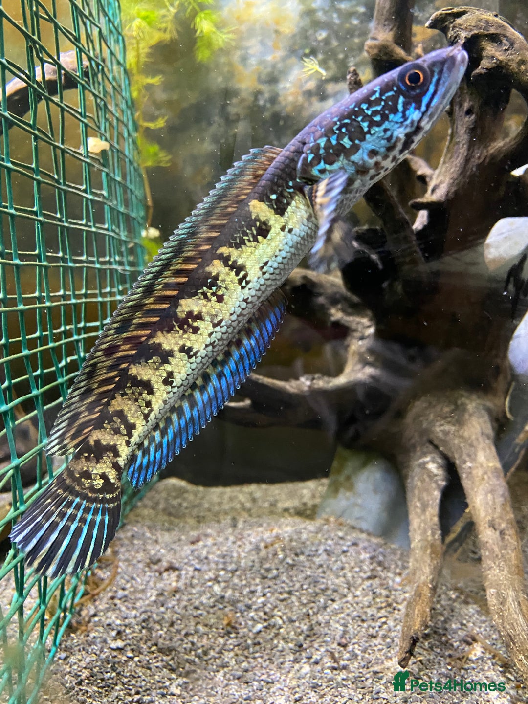 Other/Mixed Breed fish for sale: Channa aurantimaculata  - Image 1