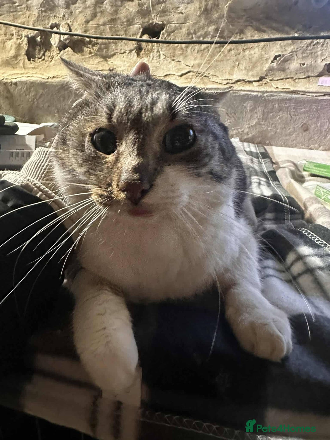 Mixed Breed cats for adoption: Mercury for adoption - Advert 7